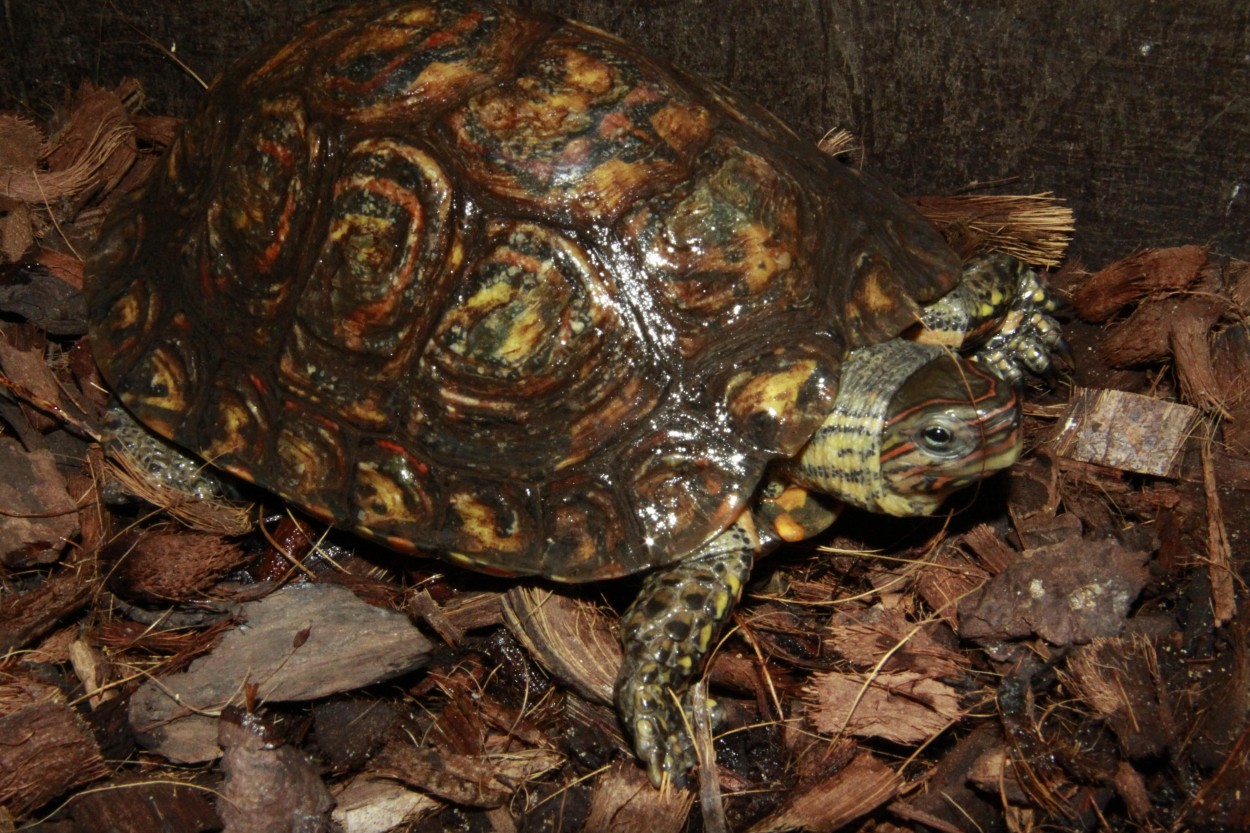 Prachtschildpad