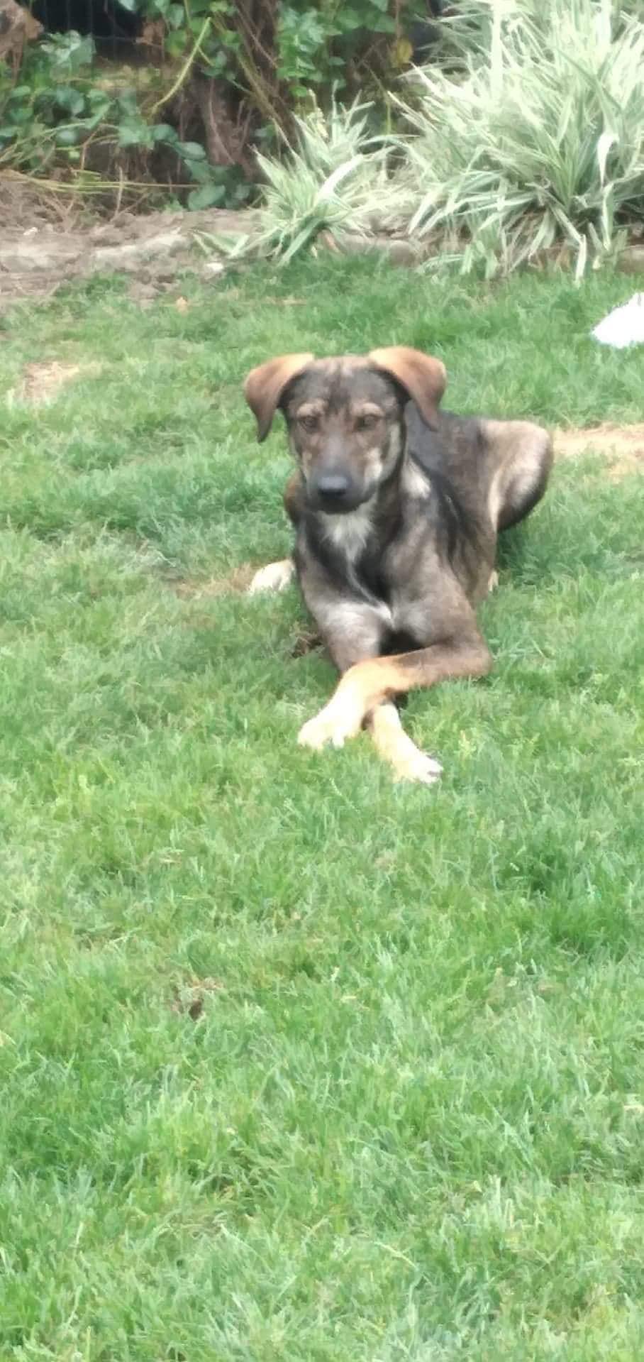 Leo